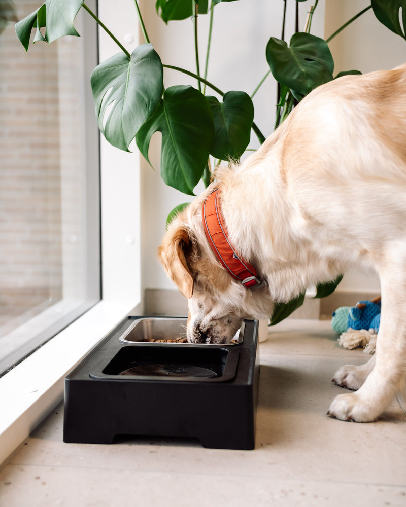 Doksie Home H2 - Hundeskål stativ med anti spild vandskål