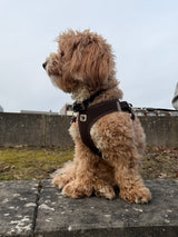 Curli hundesele Clasp air-Mesh Brun