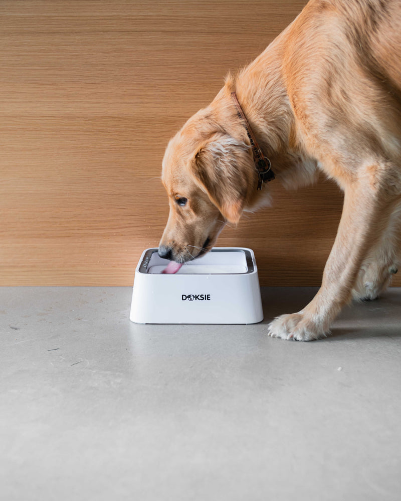 Doksie Auto A2 - Smart spildfri vandskål til hund